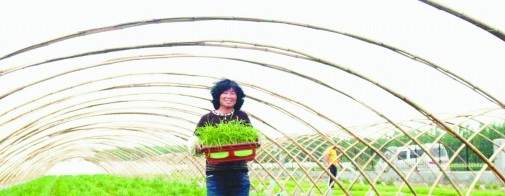 一盆70元的盆栽韭菜好看又好吃