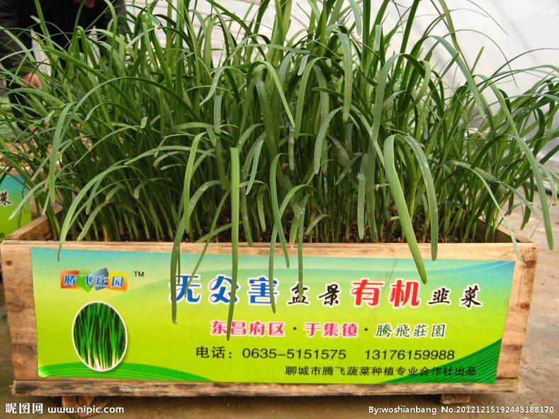 韭菜盆栽不仅色鲜味美 而且有预防和治疗的作用