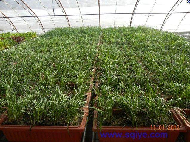 平度蓼兰镇2000盆盆栽韭菜 年前上市民餐桌