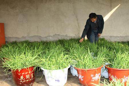 济南盆栽韭菜卖到100元