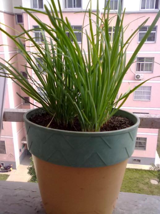 章丘盆栽韭菜一盆卖到100元