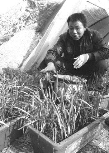 盆栽韭菜有钱景