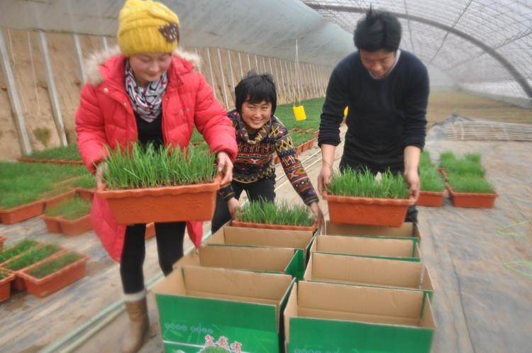 盆栽韭菜进早市被拒绝