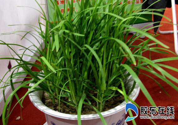 盆栽韭菜98元一年割4茬 图片