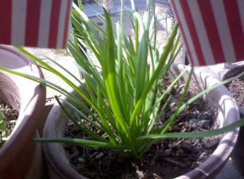 市民兴起“盆栽韭菜” 可赏可吃益处多