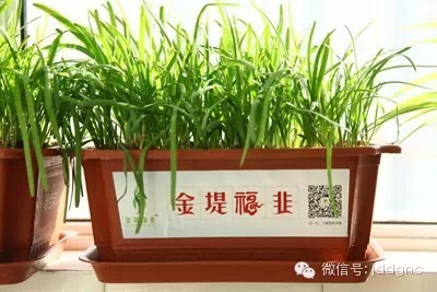 阳台上就能种万能药 盆栽韭菜 你家有吗？