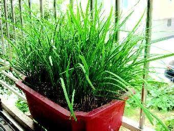 无土盆栽韭菜种子怎么发芽的栽培方法