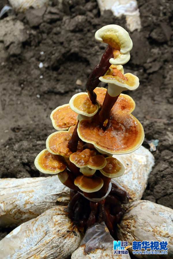 天津灵芝盆景首次大面积培育成功