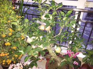 苹果树盆景结出假苹果 天津市民购物需谨慎