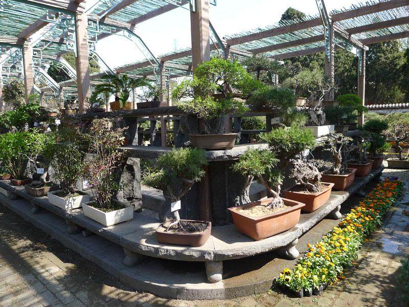 天津市第六届盆景展在盆景园开幕