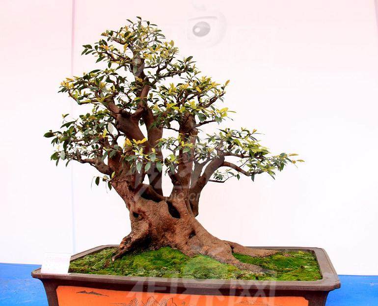 天津举办名人盆景艺术展