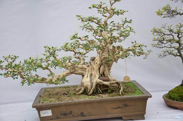 山西夫妇果农到天津 果树当做盆景卖