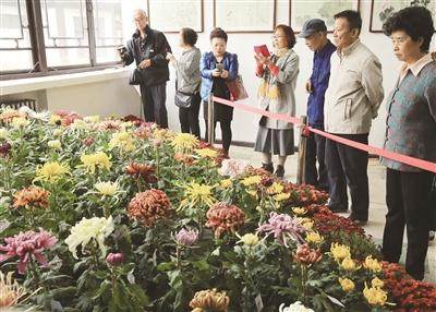 2015菊花展在天津水上公园盆景园举行