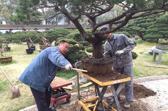 盆景翻盆要怎么脱盆去宿土 修剪根系上盆