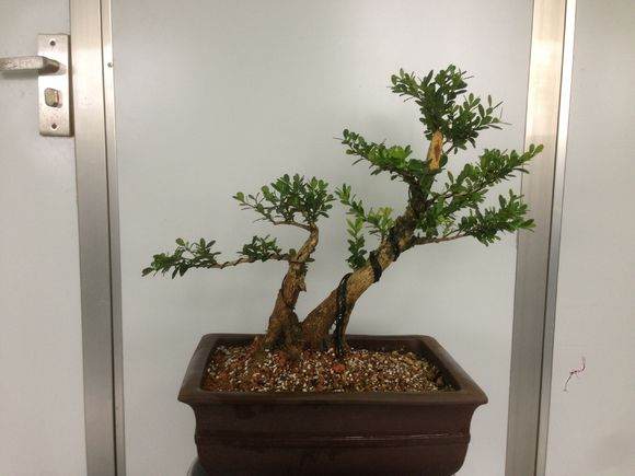 图文 盆栽花卉翻盆换土与盆土复壮