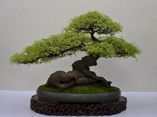 杂木盆景翻盆换土方法