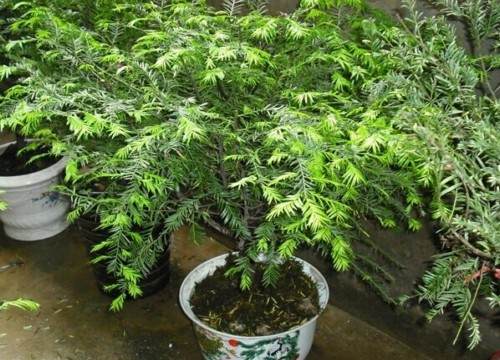 黄连木盆景翻盆换土方法2