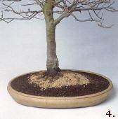 换盆后的盆景树木