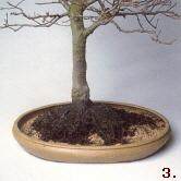 把盆景放置在花盆内