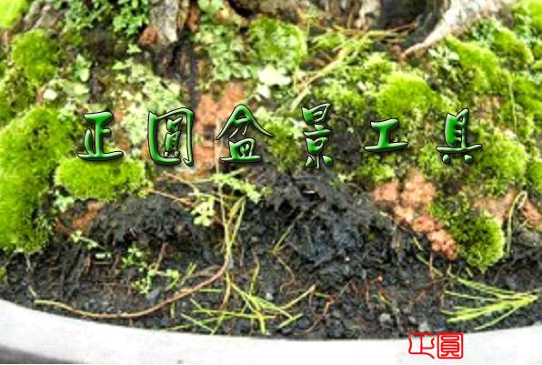 图解 盆景种植怎么换盆的步骤