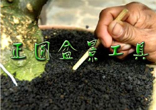 图解 盆景种植怎么换盆的步骤