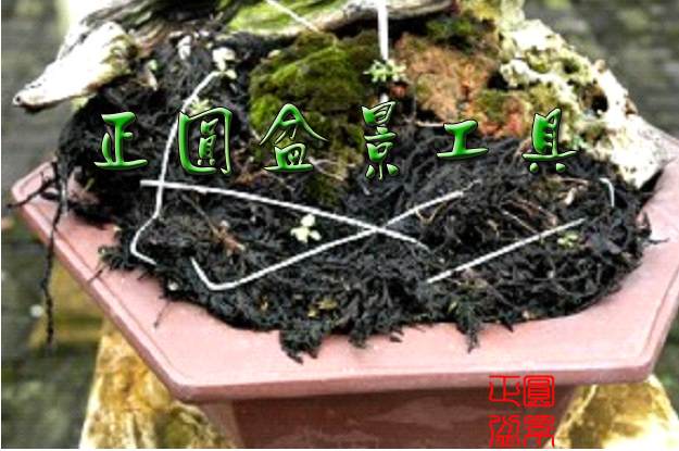 图解 盆景种植怎么换盆的步骤