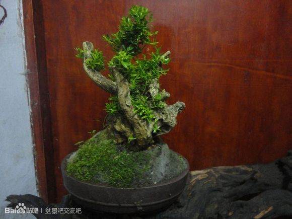 图片 如何界定盆景的生桩下山桩和熟桩