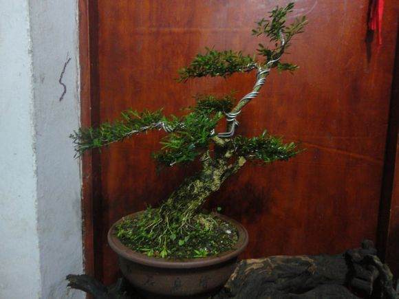 图片 如何界定盆景的生桩下山桩和熟桩