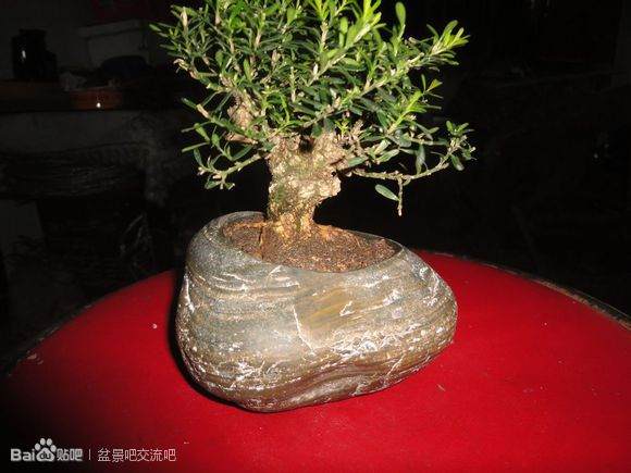 图片 如何界定盆景的生桩下山桩和熟桩