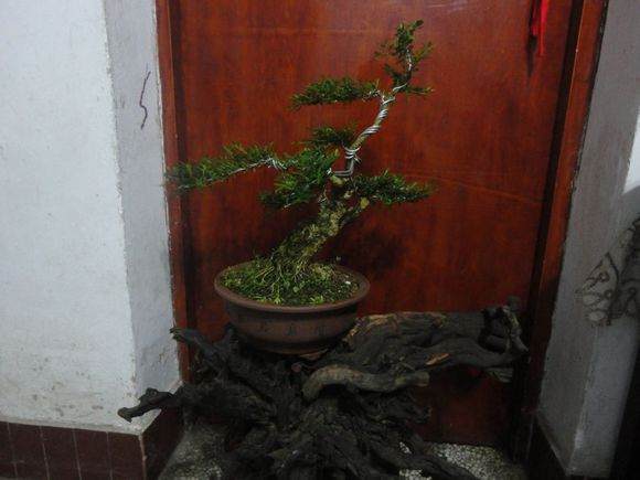 图片 如何界定盆景的生桩下山桩和熟桩