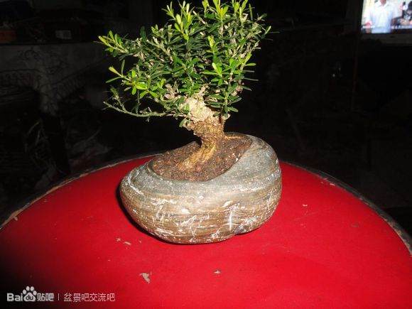 图片 如何界定盆景的生桩下山桩和熟桩