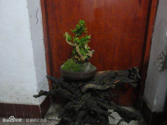 图片 如何界定盆景的生桩下山桩和熟桩