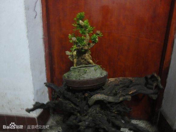 图片 如何界定盆景的生桩下山桩和熟桩