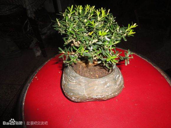 图片 如何界定盆景的生桩下山桩和熟桩