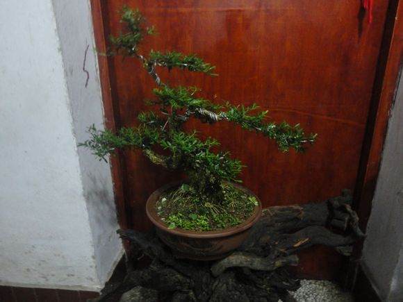 图片 如何界定盆景的生桩下山桩和熟桩