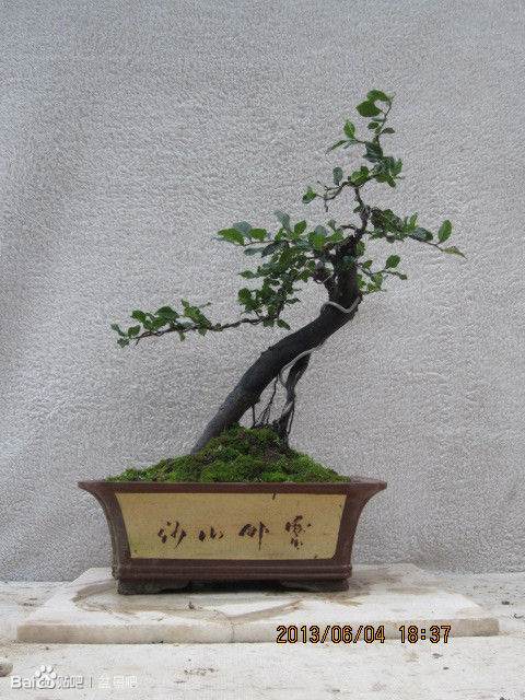 春季盆景畅销 不比绚烂比环保