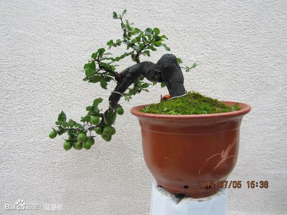 银川花卉盆景春季的行情特别好