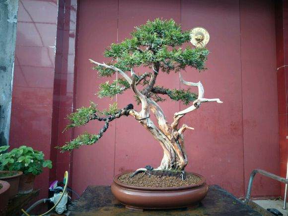 盆景在春季的养护方法和注意事项