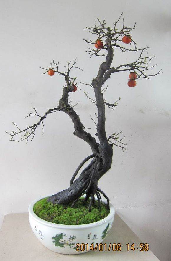 老年学校举办春季花卉盆景展