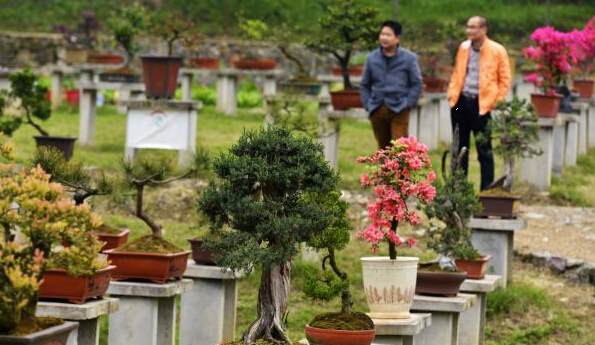 春季赏青正当时 株洲首个盆景园开园