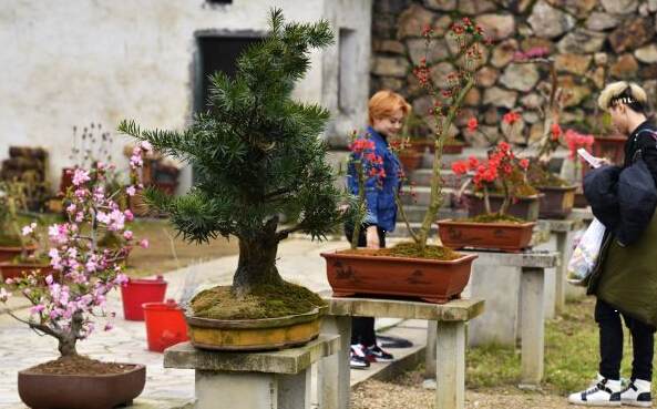 春季赏青正当时 株洲首个盆景园开园