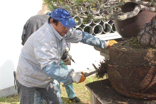 春季的付出.jpg 上海植物园 春季盆景养护忙