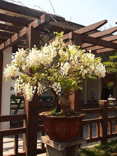 春季的收获.jpg 上海植物园 春季盆景养护忙