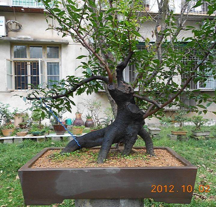 春季盆景走俏 绿色带来美丽心情