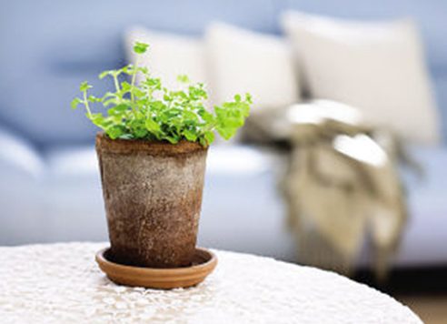 春季如何给花卉盆景翻盆