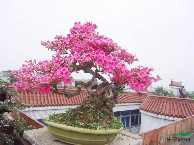 奉贤四团镇老年学校举办春季花卉盆景展