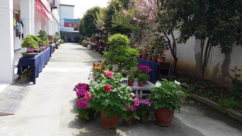 泾苑社区春季盆景花卉盆景展