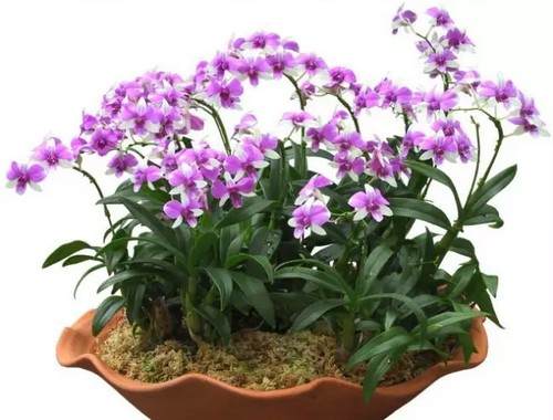 春季花卉盆景换盆方法