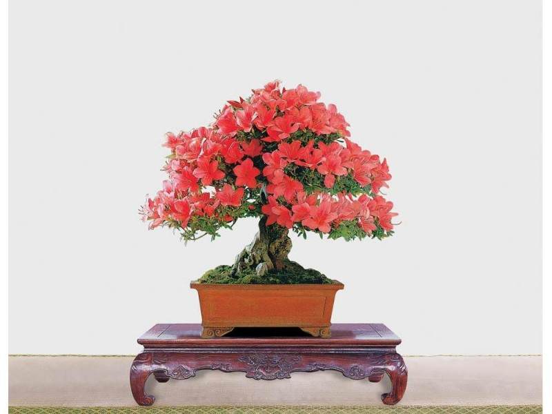 常州2009年 春季盆景奇石展销会开幕