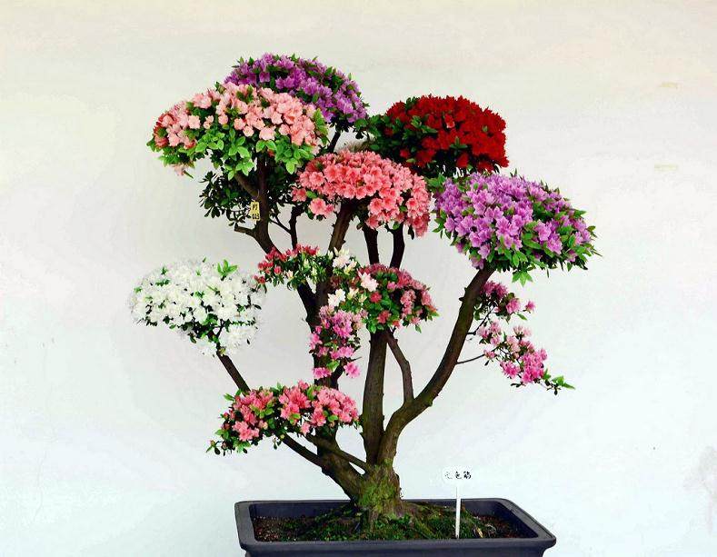 银河时代广场春季盆景植物DIY